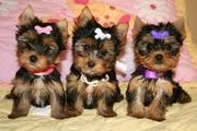 excited lovely AKC .pedigree Puppies ready yorkie puppies 
